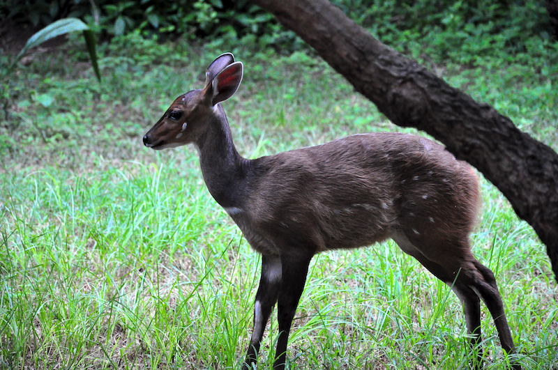 Melanie Heinrich - travel images - Lion Sands Private Game Reserve